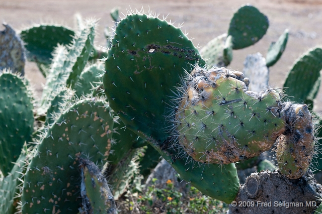 20091101_140132 D300.jpg - Cactus, along Kohala Mountain Road, Hawaii